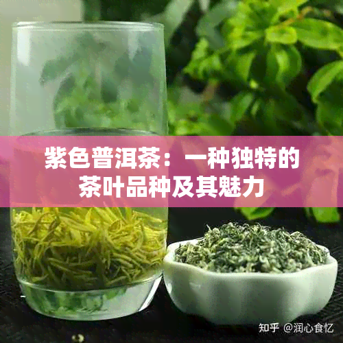 紫色普洱茶：一种独特的茶叶品种及其魅力