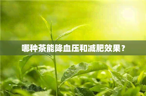 哪种茶能降血压和减肥效果？