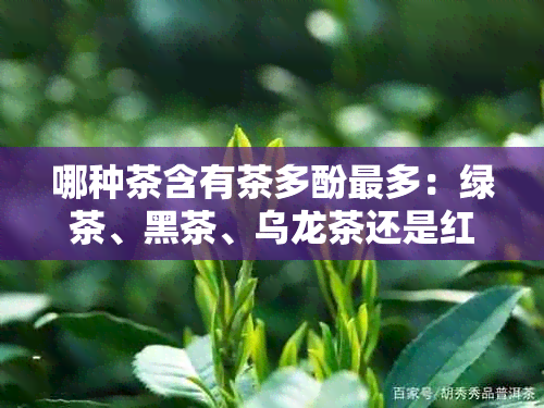 哪种茶含有茶多酚最多：绿茶、黑茶、乌龙茶还是红茶？