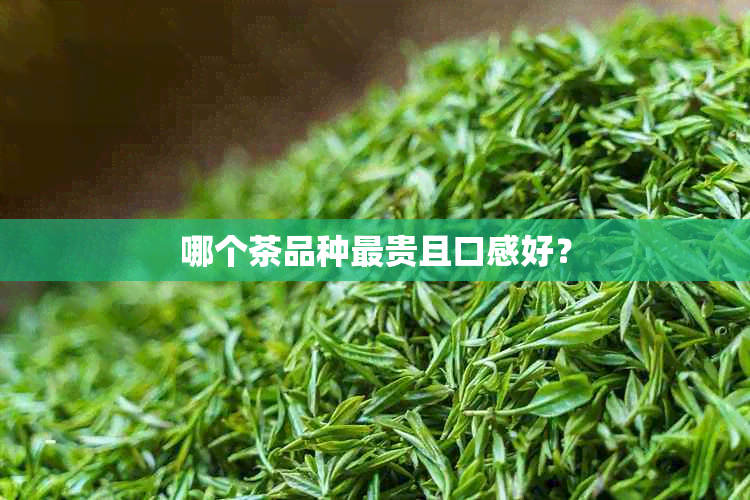 哪个茶品种最贵且口感好？