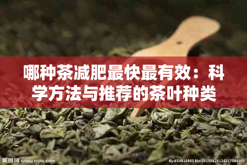 哪种茶减肥最快最有效：科学方法与推荐的茶叶种类