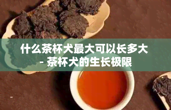 什么茶杯犬更大可以长多大 - 茶杯犬的生长极限