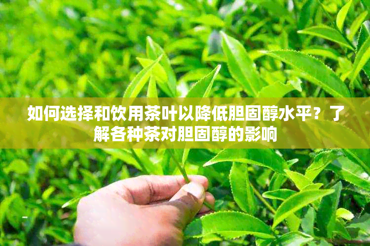 如何选择和饮用茶叶以降低胆固醇水平？了解各种茶对胆固醇的影响