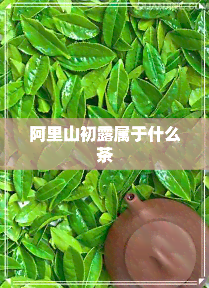 阿里山初露属于什么茶