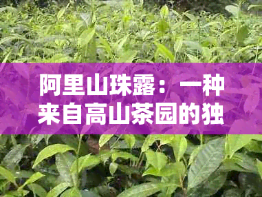 阿里山珠露：一种来自高山茶园的独特茶饮及其制作方法和口感详解