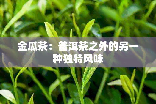 金瓜茶：普洱茶之外的另一种独特风味