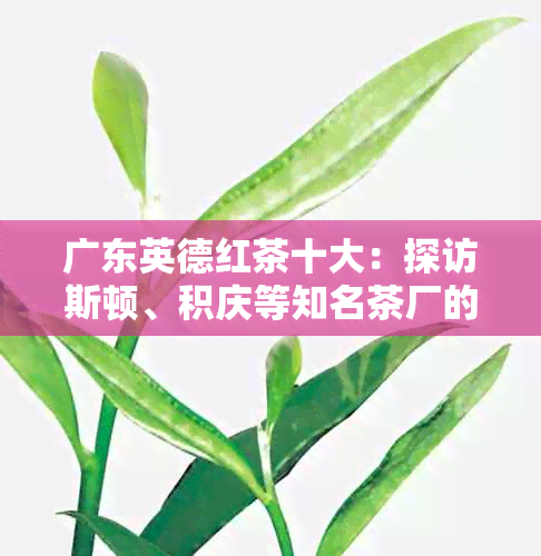 广东英德红茶十大：探访斯顿、积庆等知名茶厂的茶叶品质与市场地位