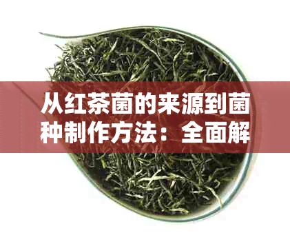 从红茶菌的来源到菌种制作方法：全面解析红茶菌的培育过程及技巧