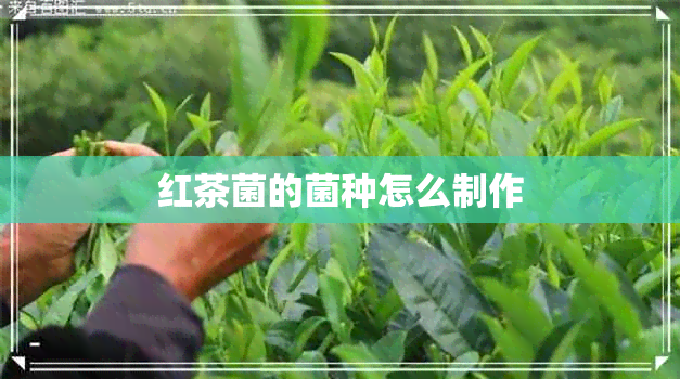 红茶菌的菌种怎么制作