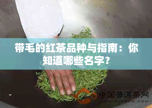 带毛的红茶品种与指南：你知道哪些名字？