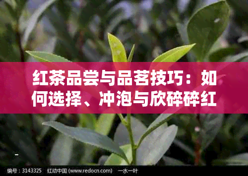 红茶品尝与品茗技巧：如何选择、冲泡与欣碎碎红茶？