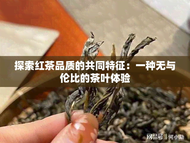 探索红茶品质的共同特征：一种无与伦比的茶叶体验