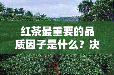 红茶最重要的品质因子是什么？决定红茶品质的最重要的一步是什么？