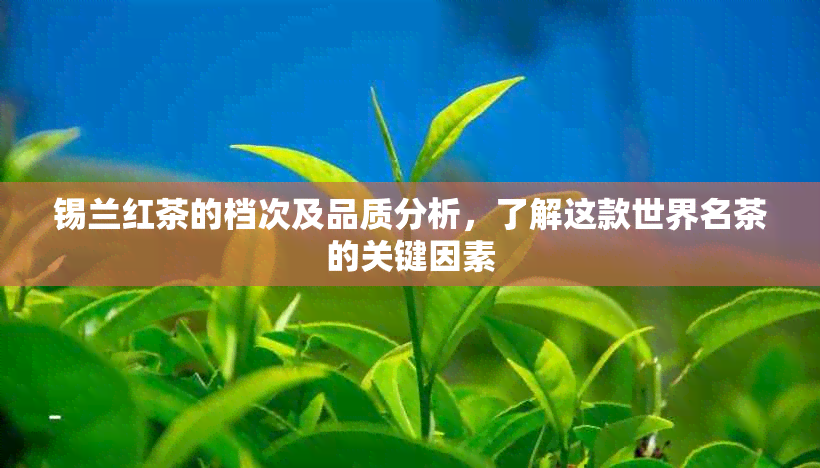 锡兰红茶的档次及品质分析，了解这款世界名茶的关键因素