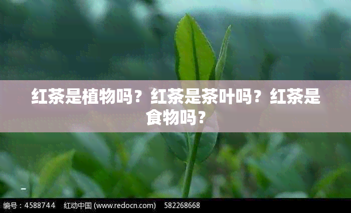 红茶是植物吗？红茶是茶叶吗？红茶是食物吗？