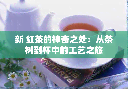 新 红茶的神奇之处：从茶树到杯中的工艺之旅