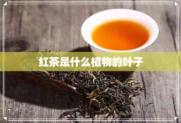 红茶是什么植物的叶子