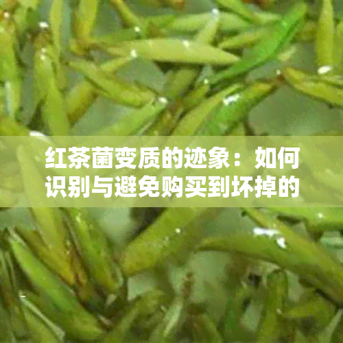 红茶菌变质的迹象：如何识别与避免购买到坏掉的红茶菌？