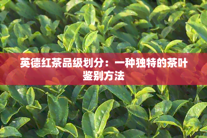 英德红茶品级划分：一种独特的茶叶鉴别方法