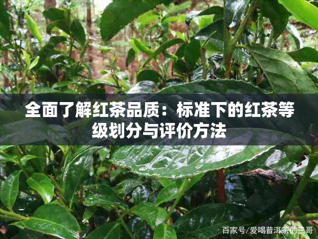 全面了解红茶品质：标准下的红茶等级划分与评价方法