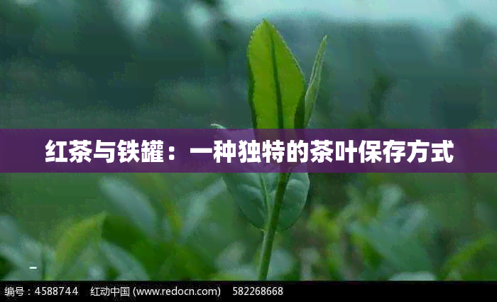 红茶与铁罐：一种独特的茶叶保存方式