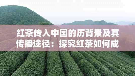 红茶传入中国的历背景及其传播途径：探究红茶如何成为中国茶文化的一员