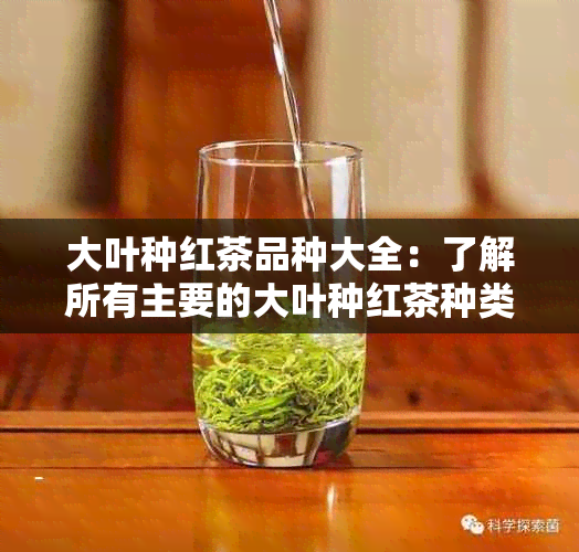 大叶种红茶品种大全：了解所有主要的大叶种红茶种类