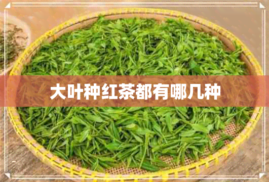 大叶种红茶都有哪几种