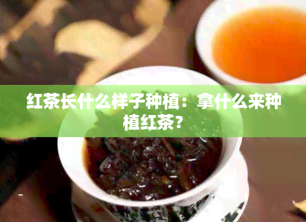 红茶长什么样子种植：拿什么来种植红茶？