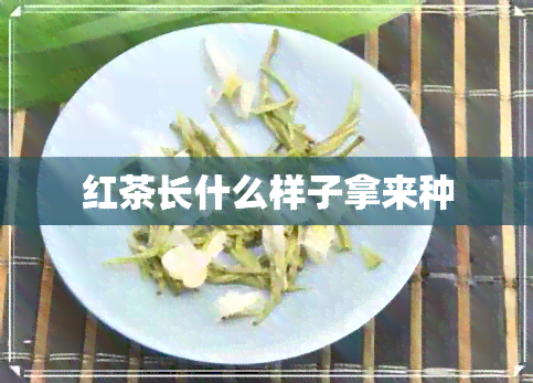 红茶长什么样子拿来种