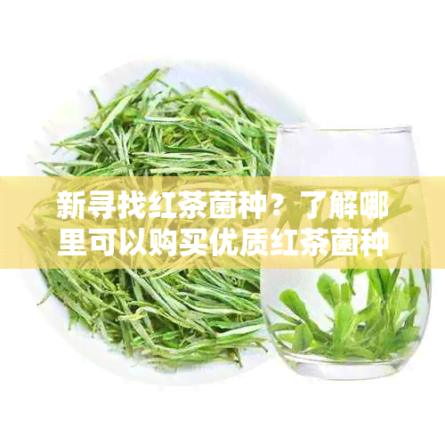 新寻找红茶菌种？了解哪里可以购买优质红茶菌种及完整种植指南