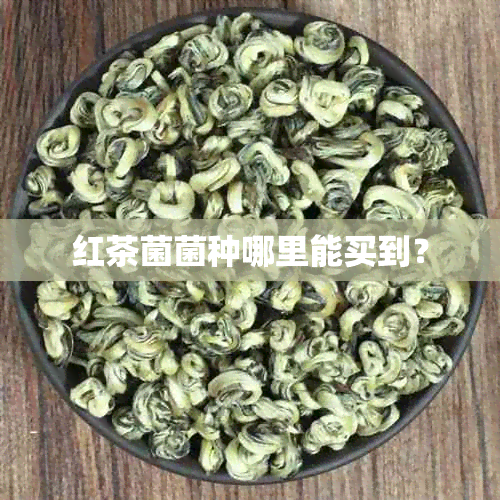 红茶菌菌种哪里能买到？