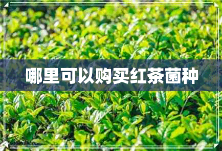 哪里可以购买红茶菌种