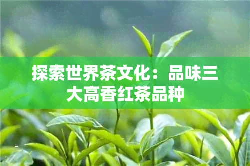 探索世界茶文化：品味三大高香红茶品种