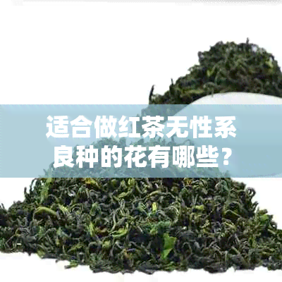 适合做红茶无性系良种的花有哪些？