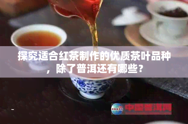 探究适合红茶制作的优质茶叶品种，除了普洱还有哪些？