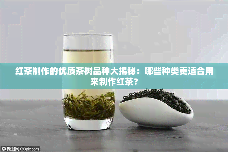 红茶制作的优质茶树品种大揭秘：哪些种类更适合用来制作红茶？