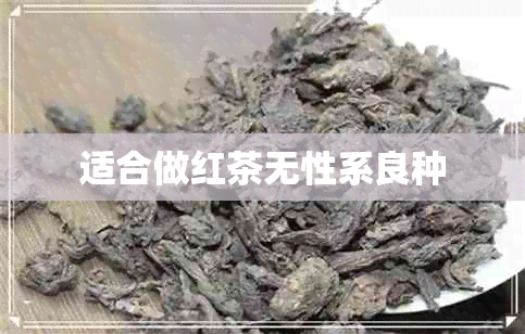 适合做红茶无性系良种