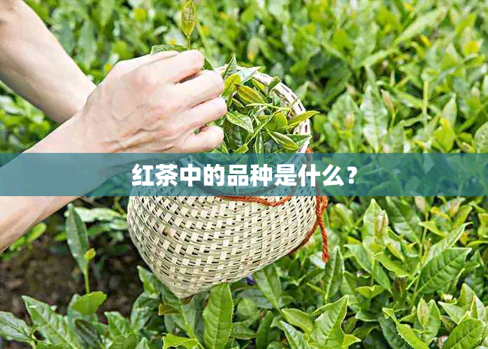 红茶中的品种是什么？