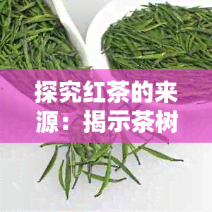 探究红茶的来源：揭示茶树品种与植物学的关系