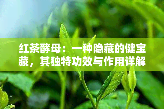 红茶酵母：一种隐藏的健宝藏，其独特功效与作用详解