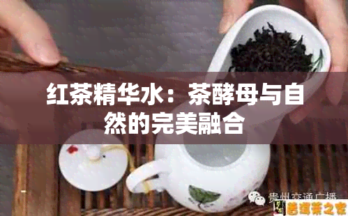 红茶精华水：茶酵母与自然的完美融合