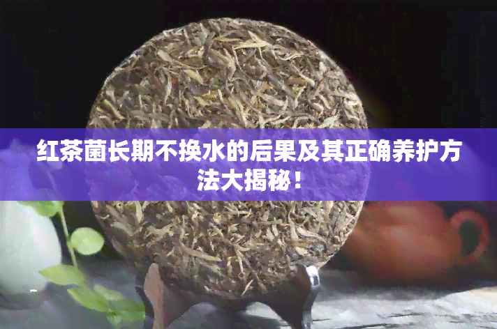 红茶菌长期不换水的后果及其正确养护方法大揭秘！