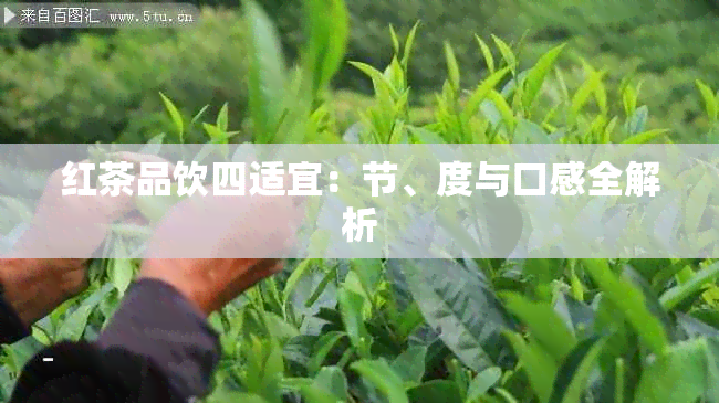 红茶品饮四适宜：节、度与口感全解析