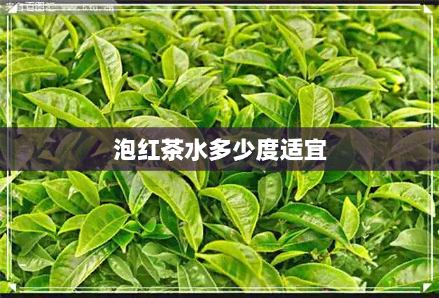 泡红茶水多少度适宜