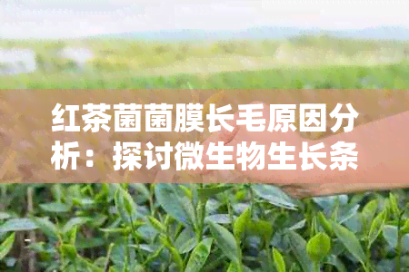 红茶菌菌膜长毛原因分析：探讨微生物生长条件与影响因素