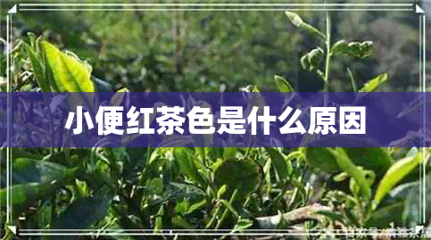 小便红茶色是什么原因