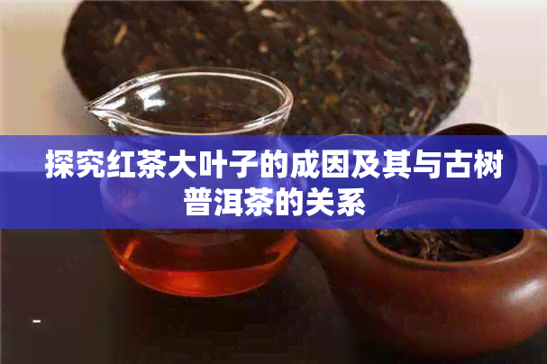 探究红茶大叶子的成因及其与古树普洱茶的关系