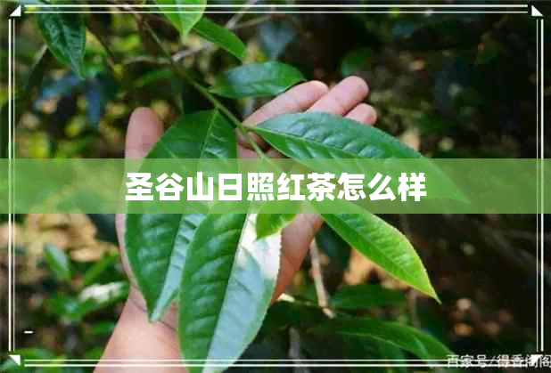 圣谷山日照红茶怎么样