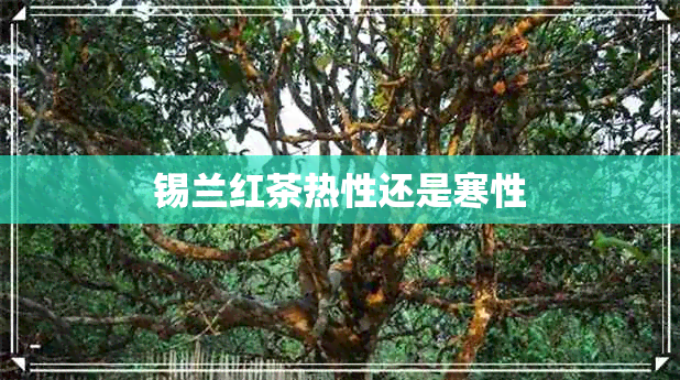 锡兰红茶热性还是寒性